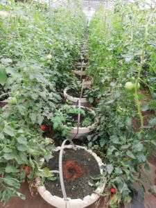 樽栽培する根岸農園のトマト
