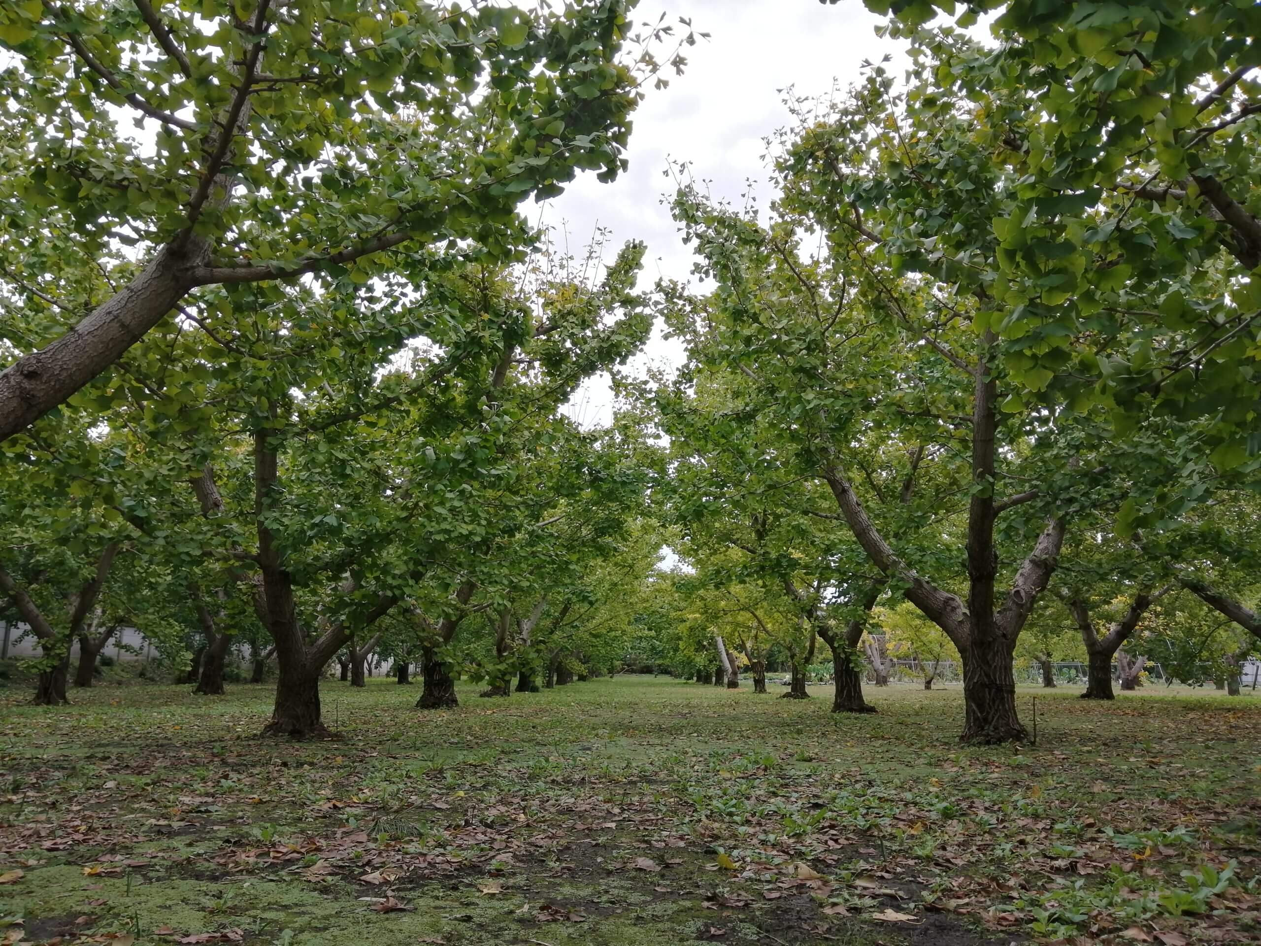 三鷹のギンナンを生産する山本果樹園の銀杏畑